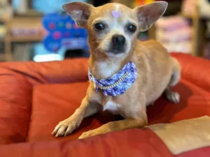 Cachorro raça Chuauá  idade 3 anos nome Zila