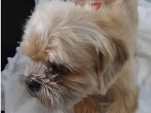 Cachorro raça Srd idade 4 anos nome Lupy