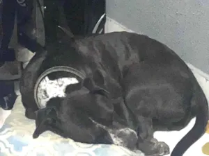 Cachorro raça Pit-Bull idade 1 ano nome maggie 