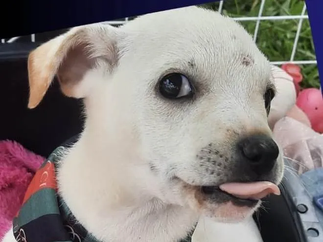 Cachorro ra a Mestico  idade 2 a 6 meses nome Peter 