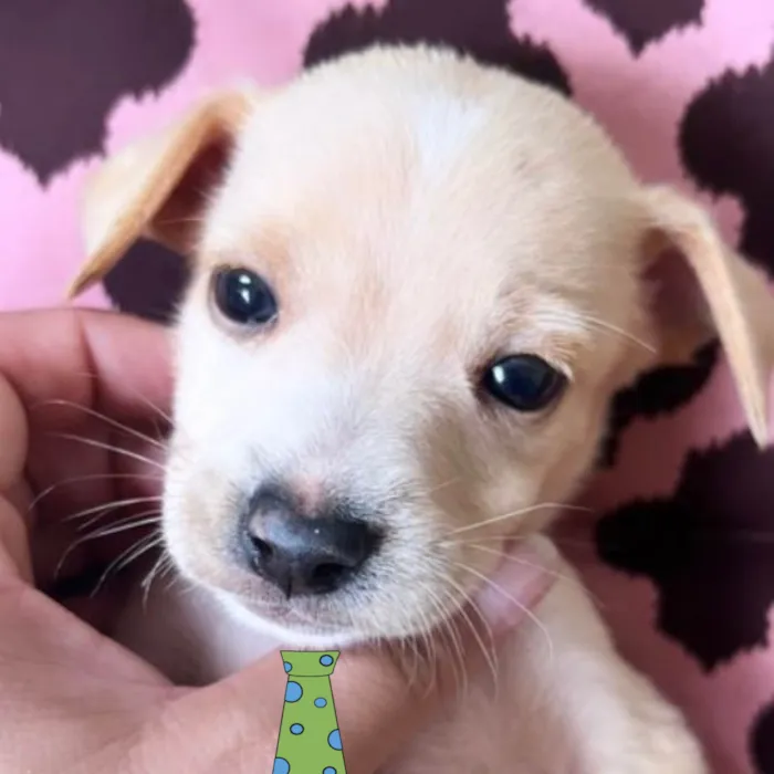 Cachorro ra a Mestico  idade 2 a 6 meses nome Dudu 