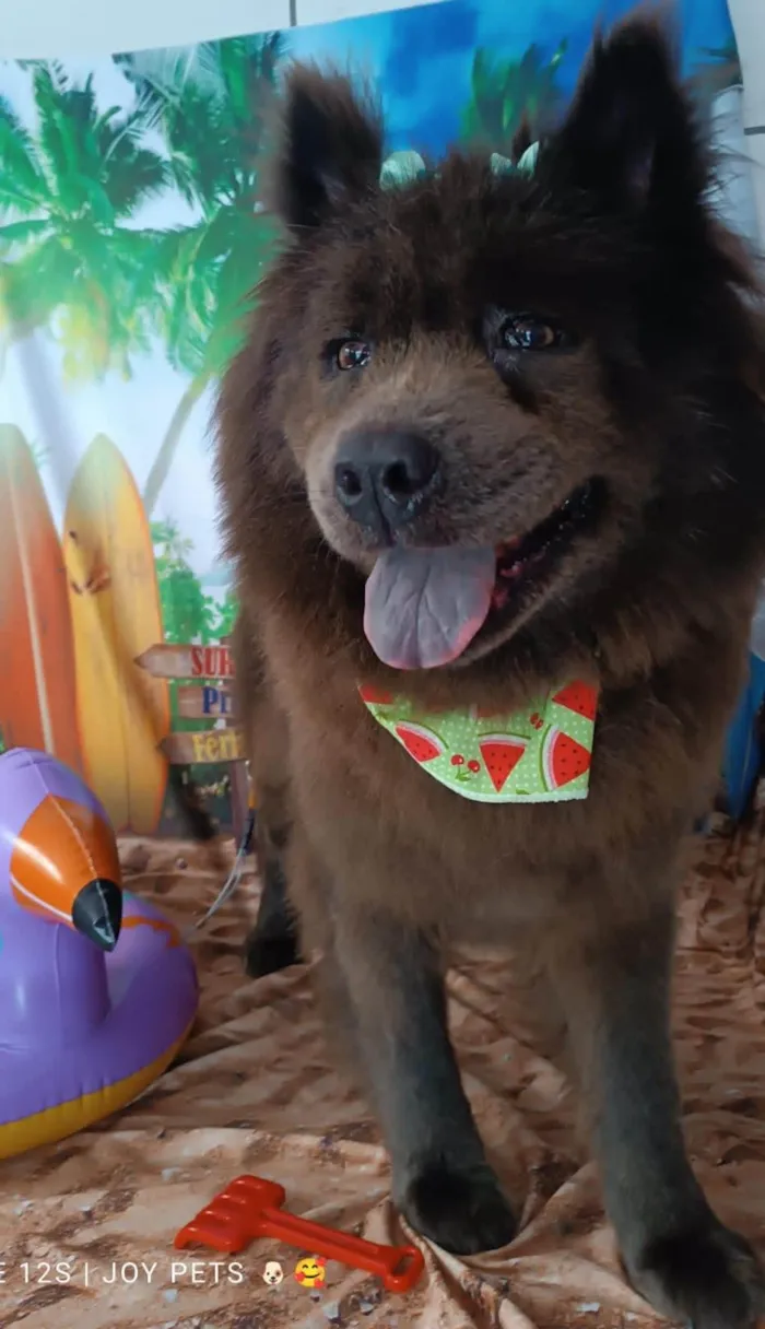 Cachorro ra a Chow Chow  idade 4 anos nome Luna e Leona 