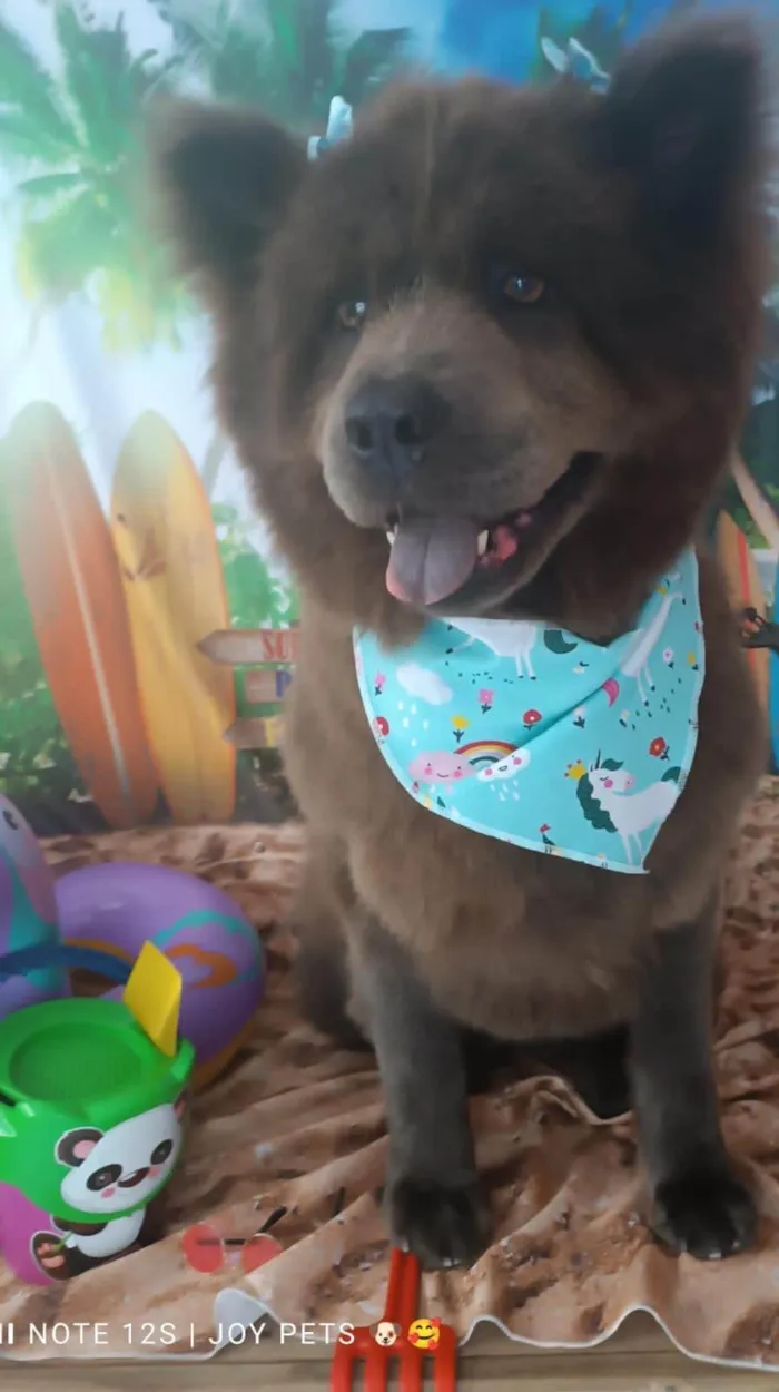 Cachorro ra a Chow Chow  idade 4 anos nome Luna e Leona 