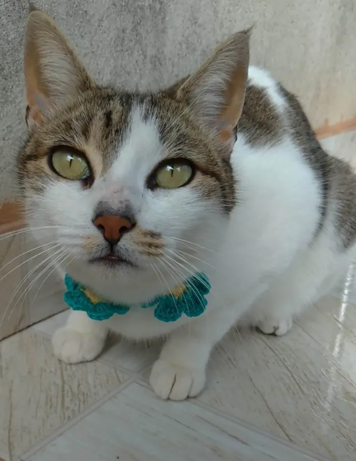Gato ra a SRD-ViraLata idade 2 anos nome Iris