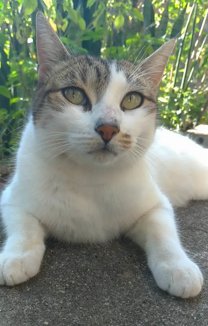 Gato ra a SRD-ViraLata idade 2 anos nome Iris