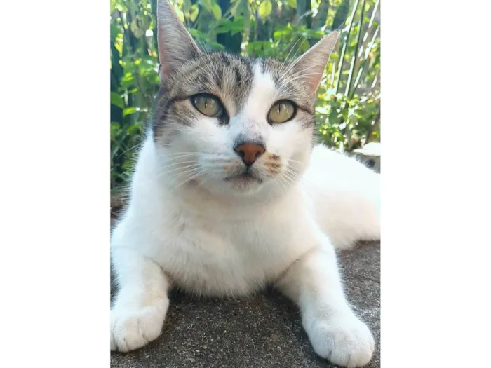Gato ra a SRD-ViraLata idade 2 anos nome Iris