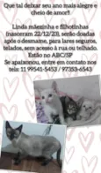 Mãezinha e filhotinhas