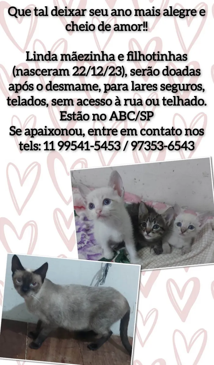 Gato ra a Srd idade 2 a 6 meses nome Mãezinha e filhotinhas