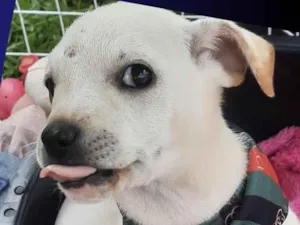 Cachorro raça Mestico  idade 2 a 6 meses nome Peter 