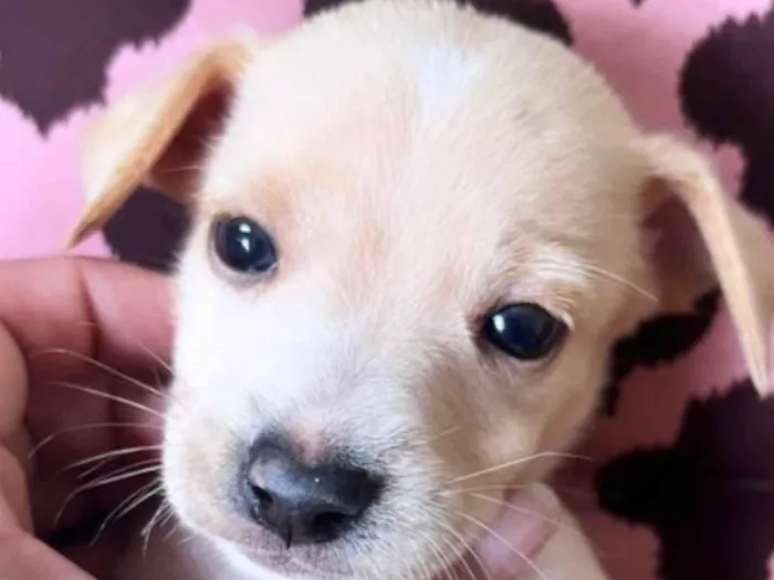 Cachorro ra a Mestico  idade 2 a 6 meses nome Dudu 