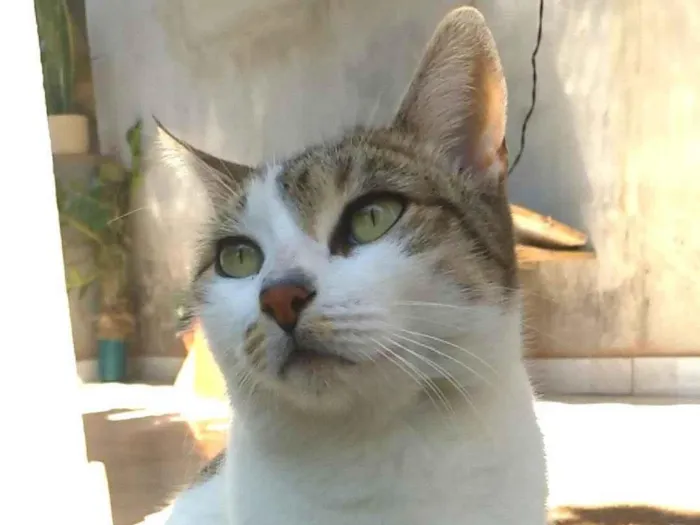 Gato ra a SRD-ViraLata idade 2 anos nome Iris
