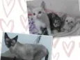 Mãezinha e filhotinhas