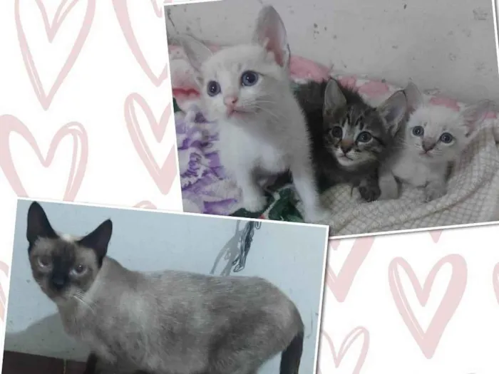 Gato ra a Srd idade 2 a 6 meses nome Mãezinha e filhotinhas