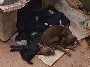 Cachorro ra a SRD-ViraLata idade 2 a 6 meses nome Peter, jacke, bolachão, guico e a (mãe) neném