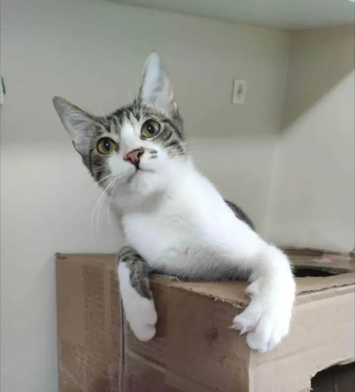 Gato ra a SRD-ViraLata idade 2 anos nome Pipo