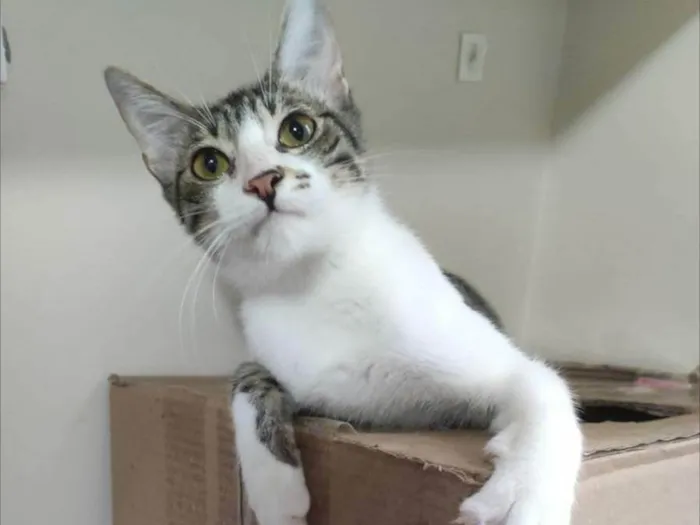 Gato ra a SRD-ViraLata idade 2 anos nome Pipo