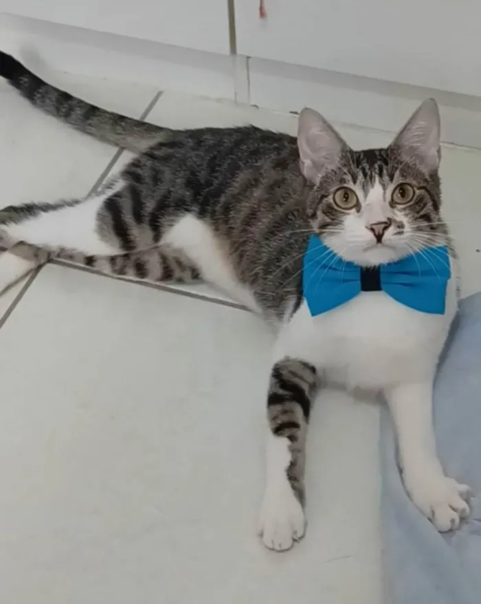 Gato ra a SRD-ViraLata idade 2 anos nome Pipo