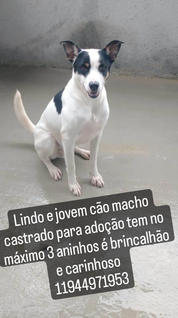 Cachorro ra a Srd idade 3 anos nome Cebolinha