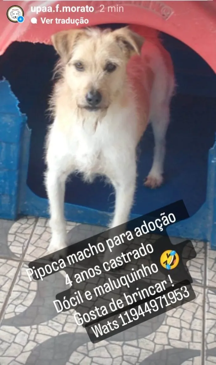 Cachorro ra a Srd  idade 4 anos nome Pipoca