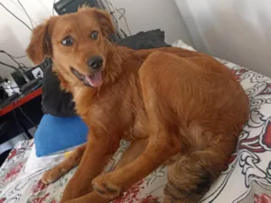 Cachorro raça Pastor Basco idade 7 a 11 meses nome GRATIFICA - Lolla