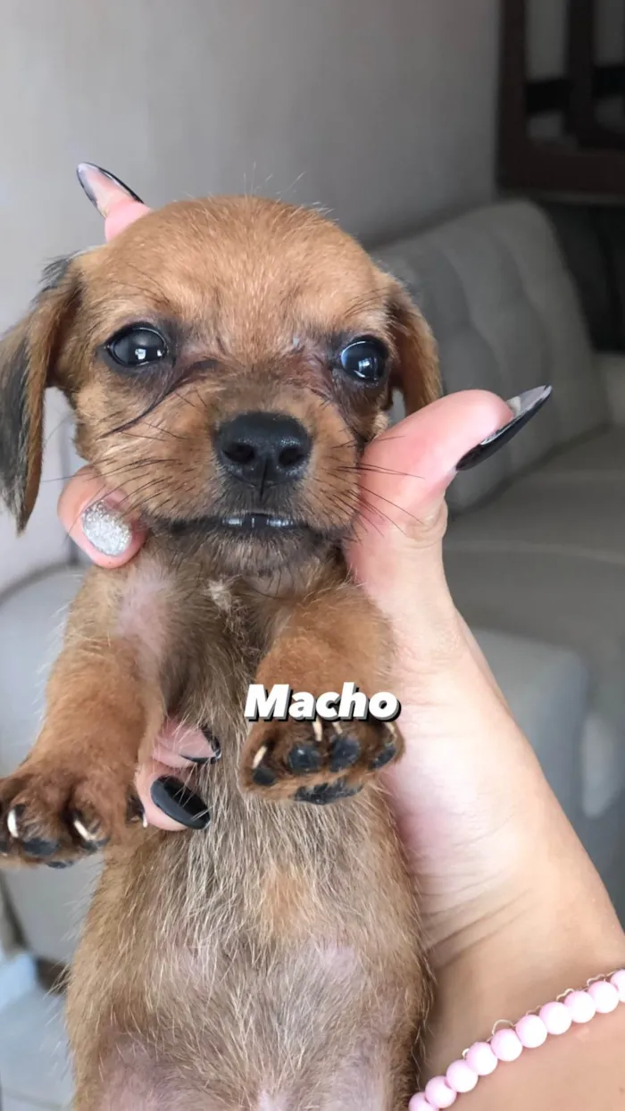 Cachorro ra a Salsichas  idade Abaixo de 2 meses nome n tem 