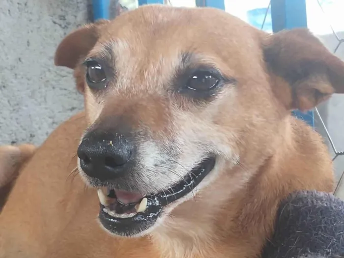 Cachorro ra a Srd idade 4 anos nome Gorda