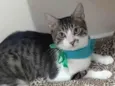 Pipo