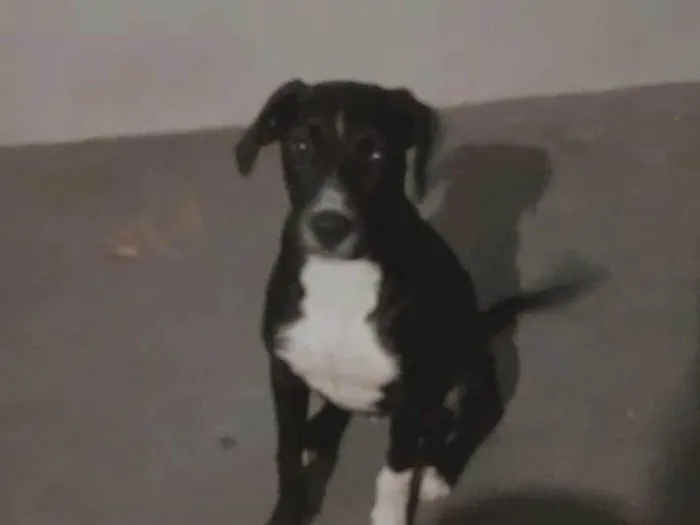 Cachorro ra a SRD-ViraLata idade 2 a 6 meses nome Zaya