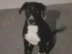 Cachorro raça SRD-ViraLata idade 2 a 6 meses nome Zaya