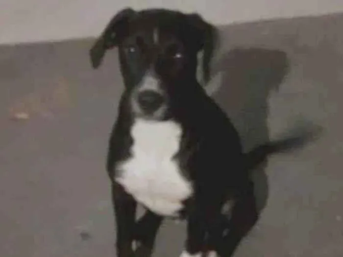 Cachorro ra a SRD-ViraLata idade 2 a 6 meses nome Zaya