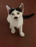 Gatos Fofos