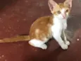 Gatos Fofos