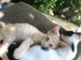 Gatos Fofos