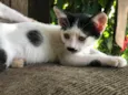 Gatos Fofos