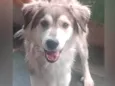 Lobinho