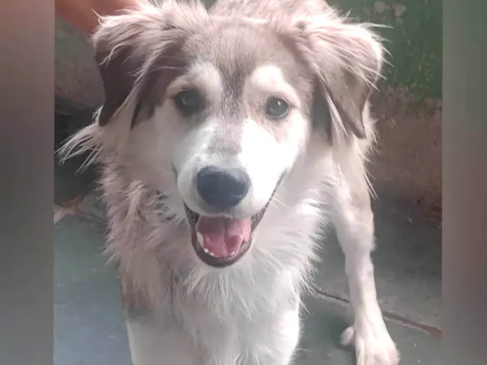 Cachorro ra a SRD-ViraLata idade 1 ano nome Lobinho