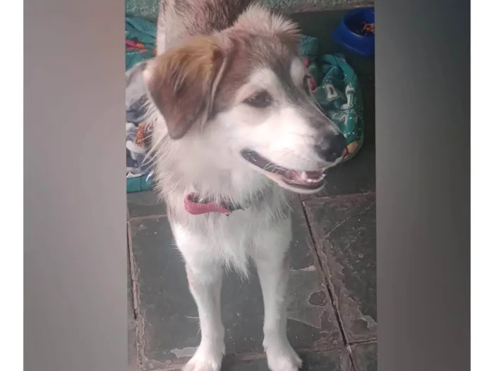 Cachorro ra a SRD-ViraLata idade 1 ano nome Lobinho