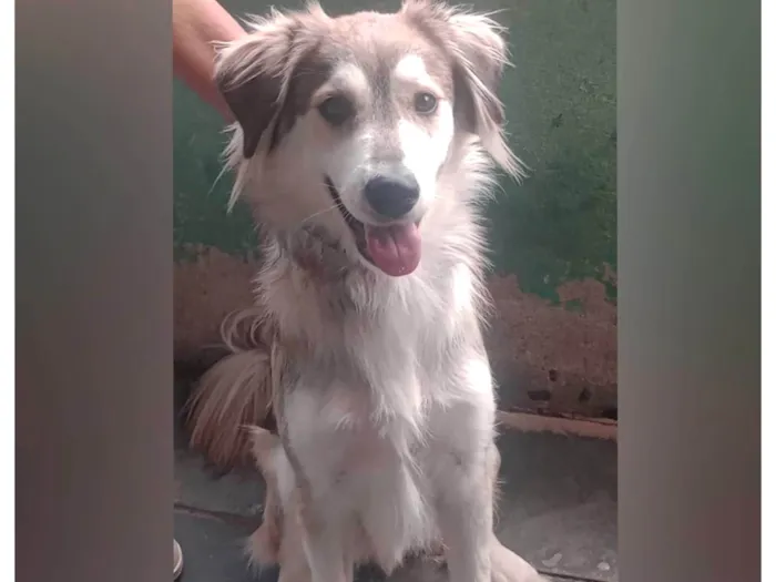 Cachorro ra a SRD-ViraLata idade 1 ano nome Lobinho