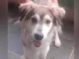 Lobinho