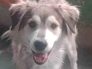 Cachorro raça SRD-ViraLata idade 1 ano nome Lobinho