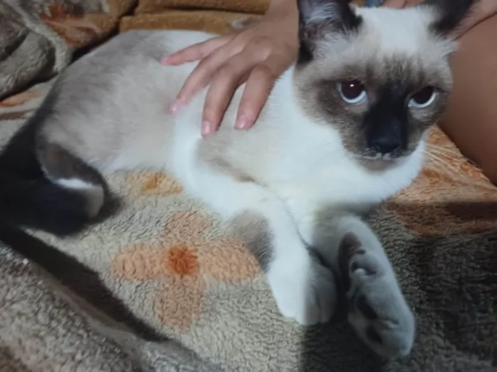 Gato ra a Siamês  idade 2 a 6 meses nome Não tem