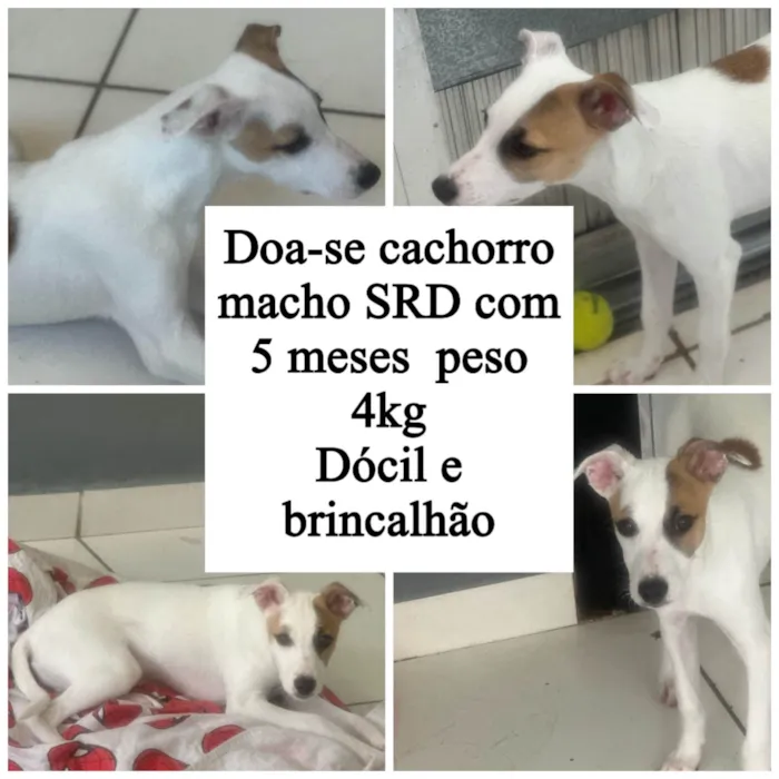 Cachorro ra a SRD-ViraLata idade 2 a 6 meses nome Churros