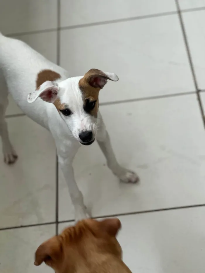 Cachorro ra a SRD-ViraLata idade 2 a 6 meses nome Churros