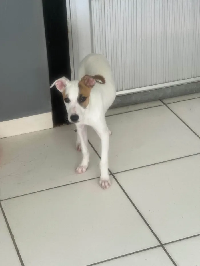 Cachorro ra a SRD-ViraLata idade 2 a 6 meses nome Churros