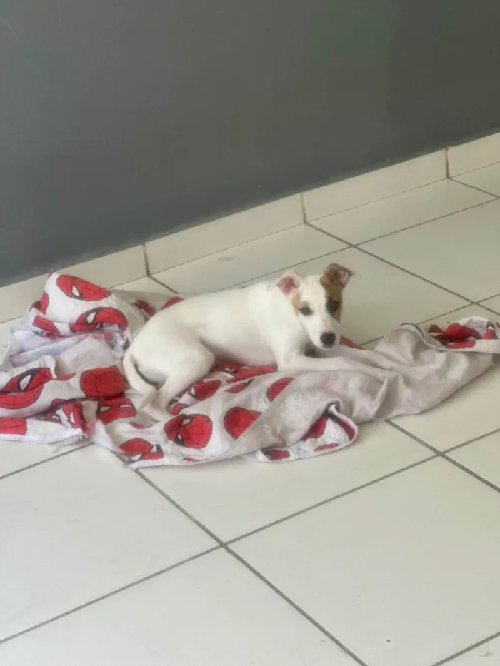 Cachorro ra a SRD-ViraLata idade 2 a 6 meses nome Churros