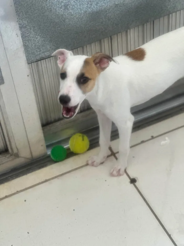 Cachorro ra a SRD-ViraLata idade 2 a 6 meses nome Churros