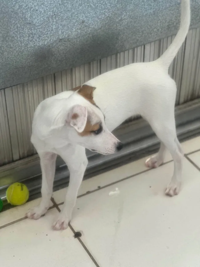 Cachorro ra a SRD-ViraLata idade 2 a 6 meses nome Churros