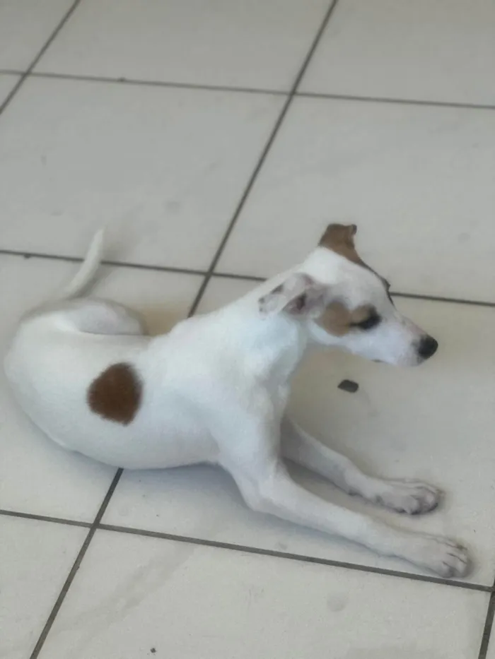 Cachorro ra a SRD-ViraLata idade 2 a 6 meses nome Churros