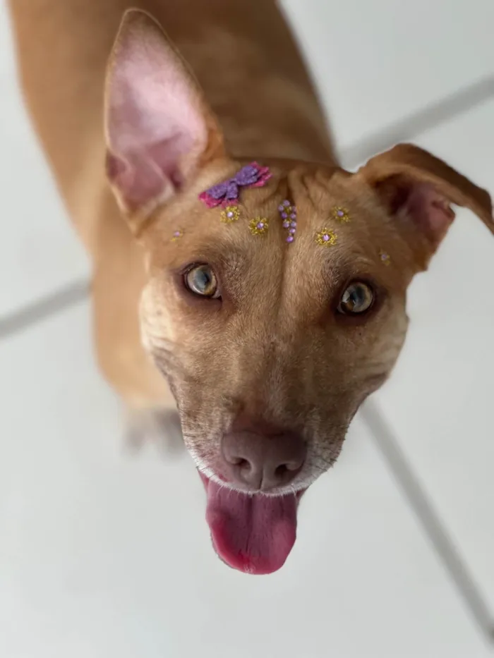 Cachorro ra a SRD-ViraLata idade 1 ano nome Madalena