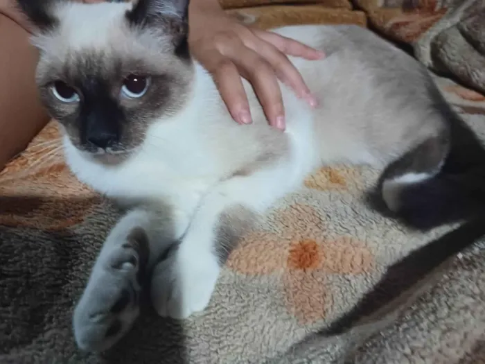 Gato ra a Siamês  idade 2 a 6 meses nome Não tem